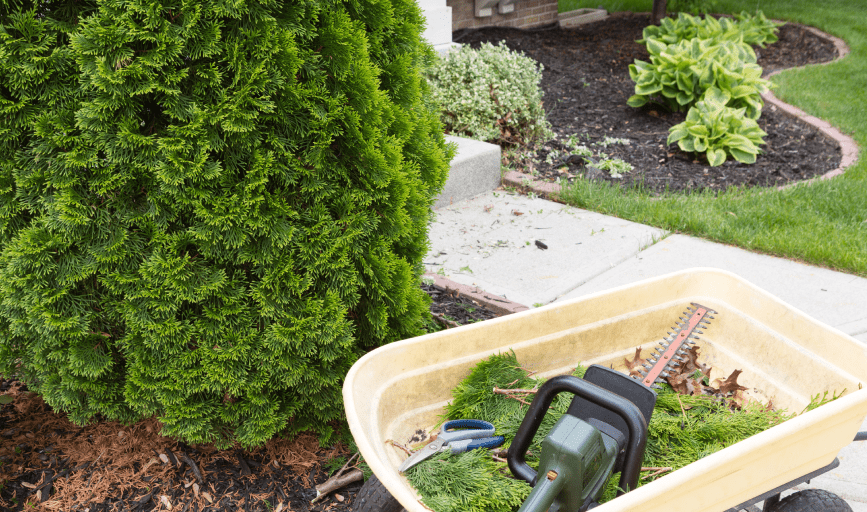 Bush Trimming